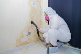 Mold Odor Removal Services in Wallington, NJ